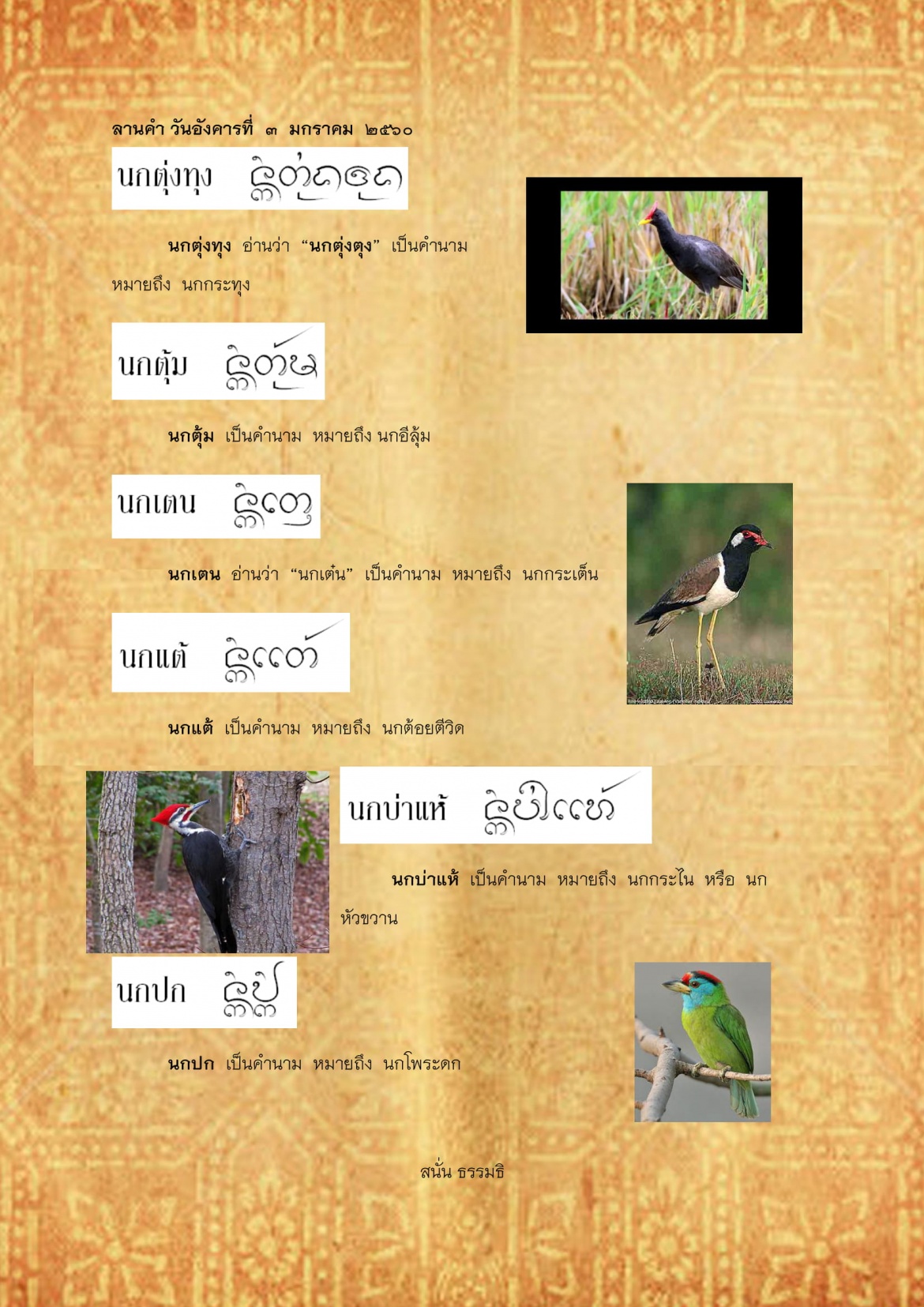 นกตุ่งทุง นกปก - 3 มกราคม 2560