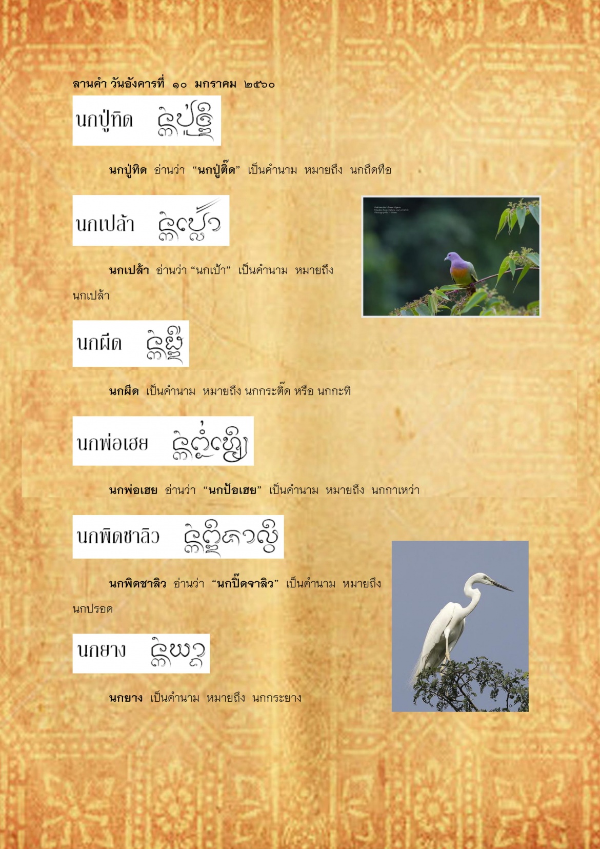 นกปู่ทิด นกยาง - 10 มกราคม 2560