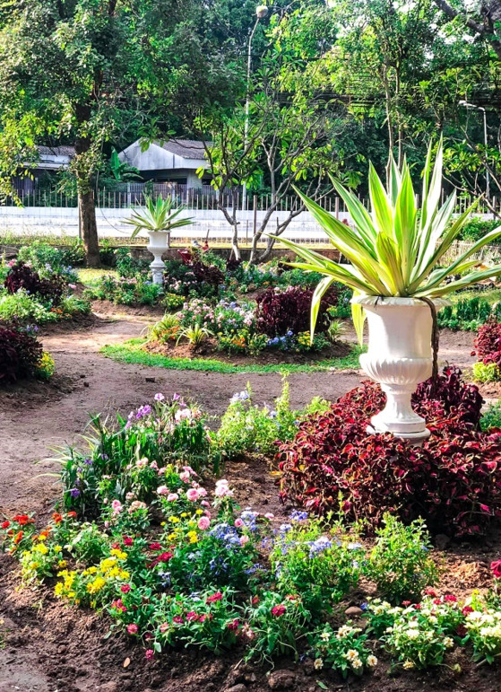 เชิญชมสวนดอกไม้ Winter flower garden ณ พิพิธภัณฑ์เรือนโบราณล้านนา มช.