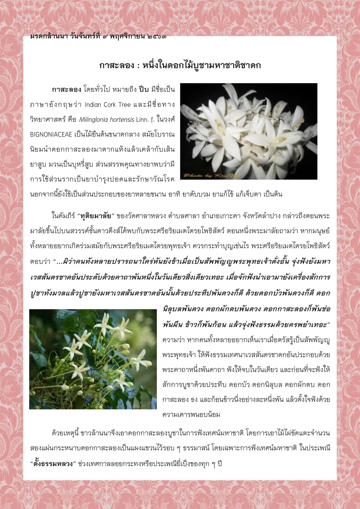 กาสะลอง : หนึ่งในดอกไม้บูชามหาชาติชาดก - 9 พฤศจิกายน 2563