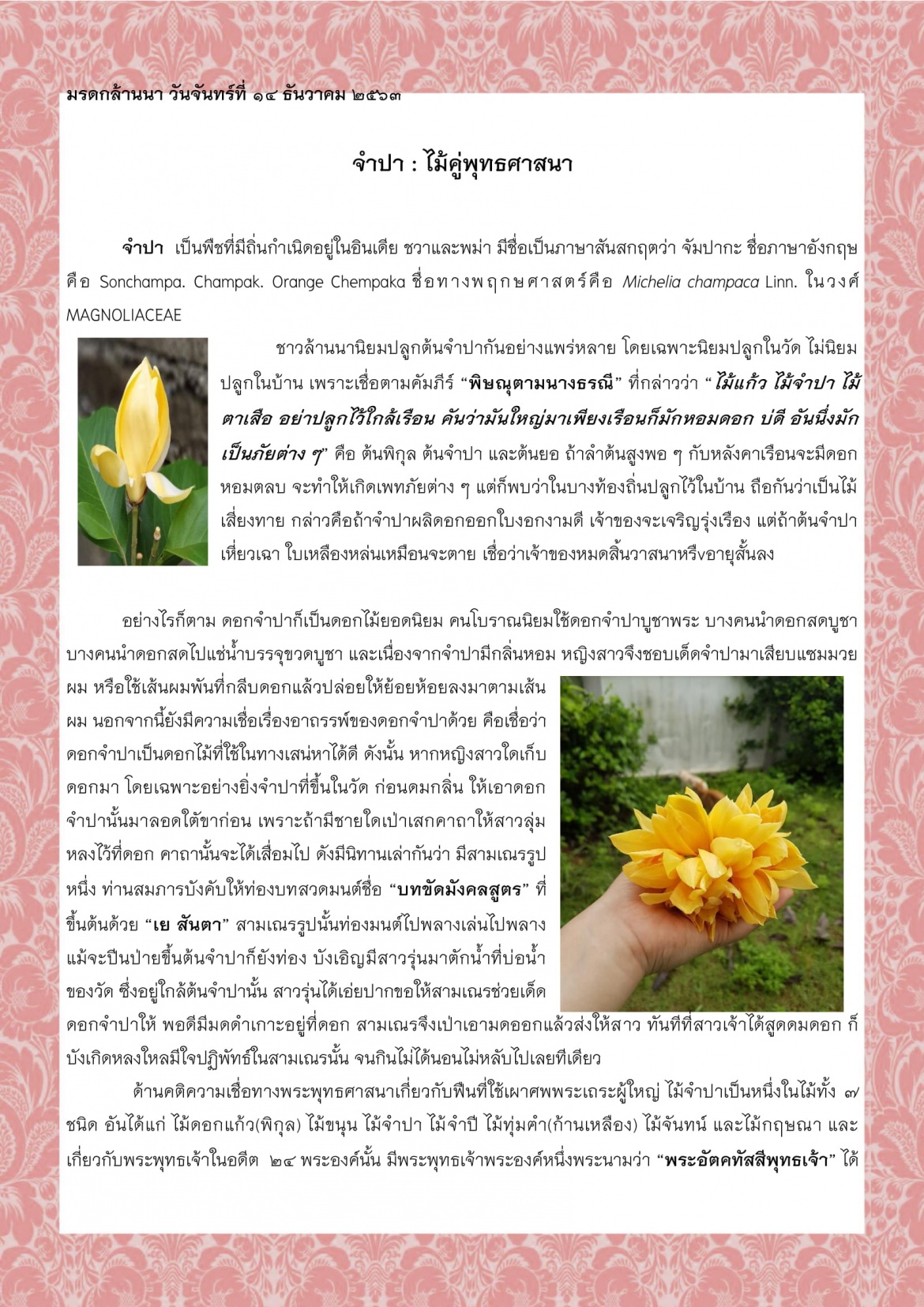 จำปา : ไม้คู่พุทธศาสนา - 14 ธันวาคม 2563