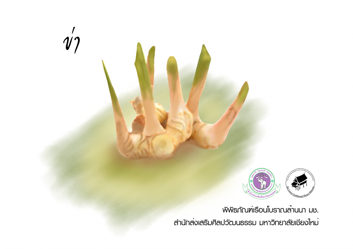 ข่า