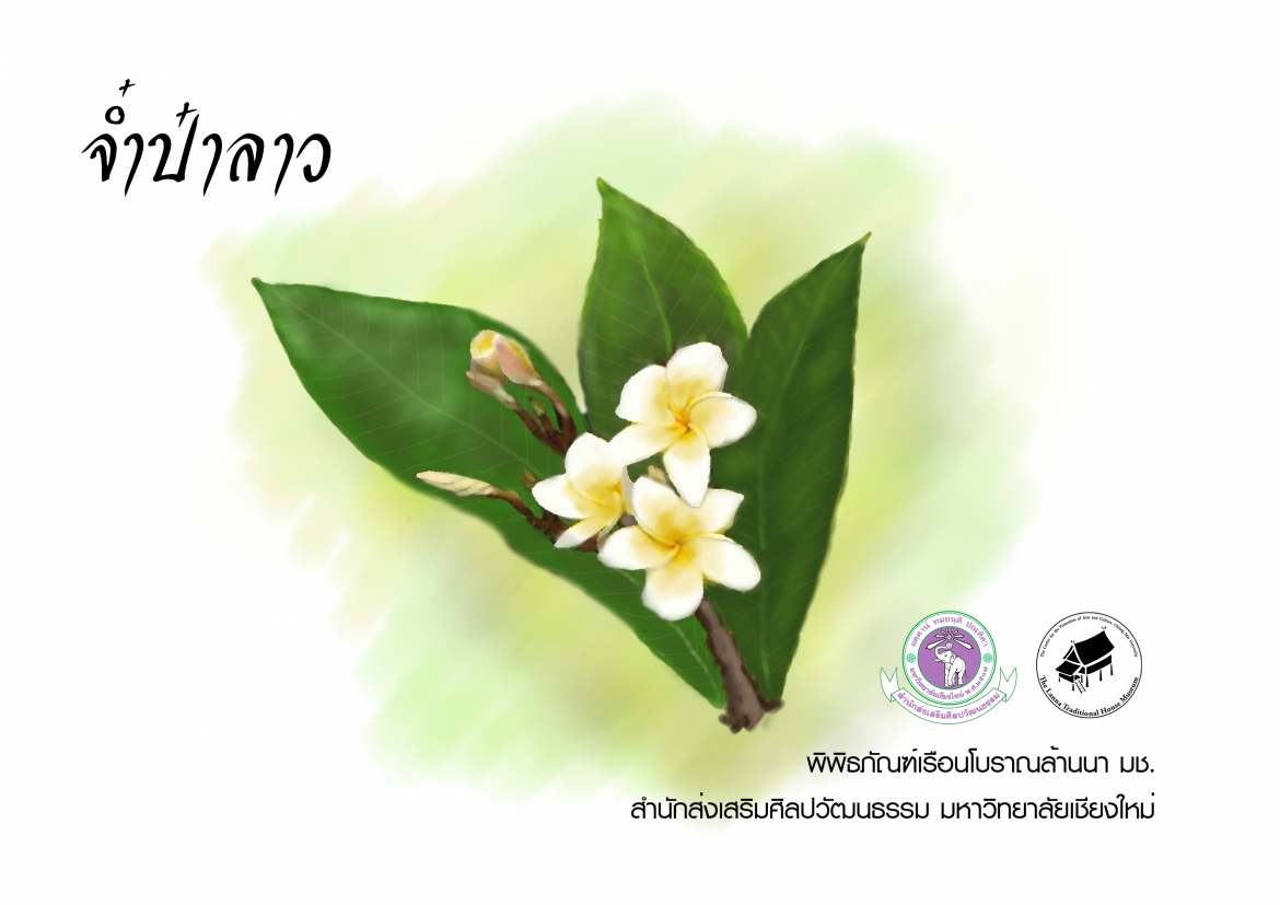 จ๋ำป๋าลาว