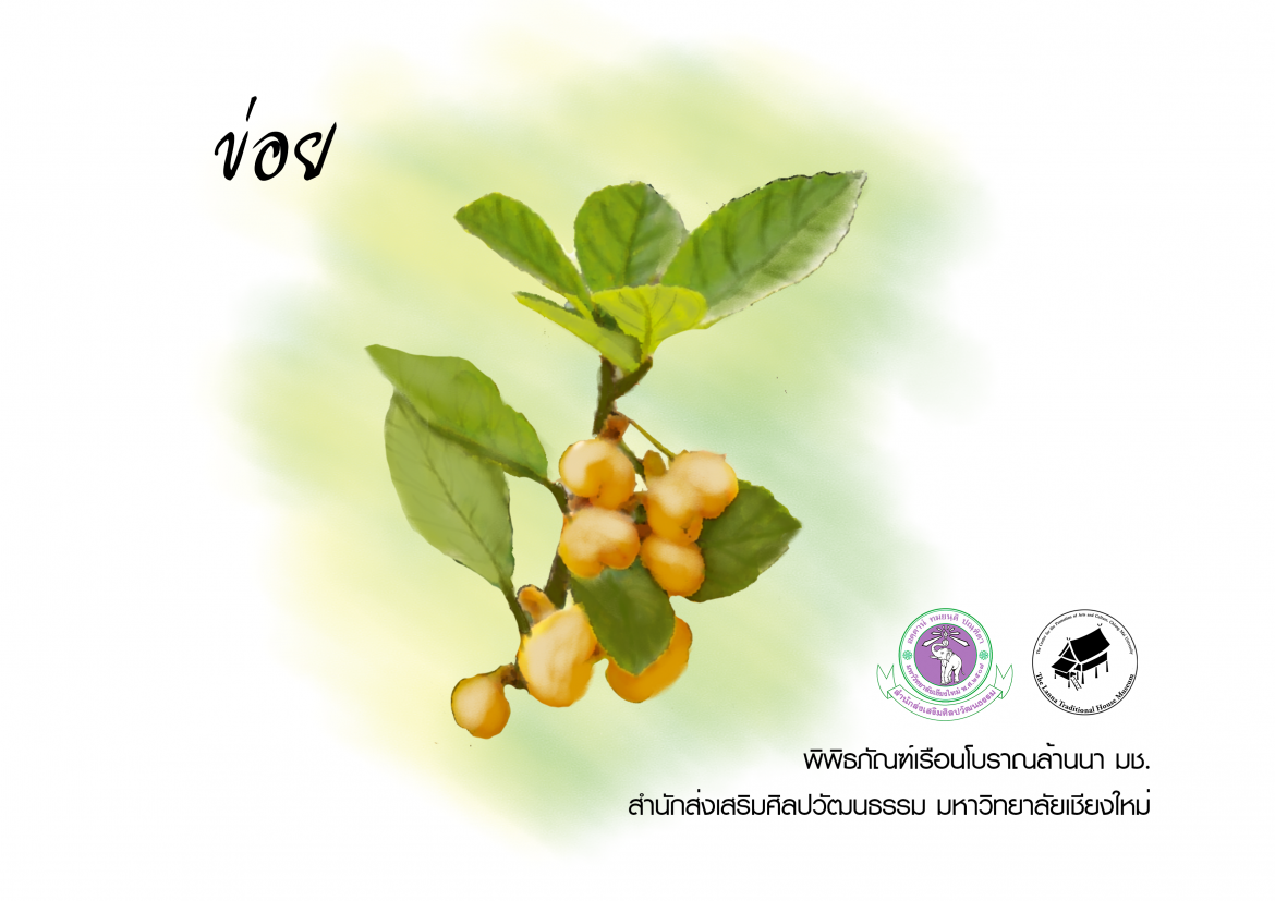 ข่อย