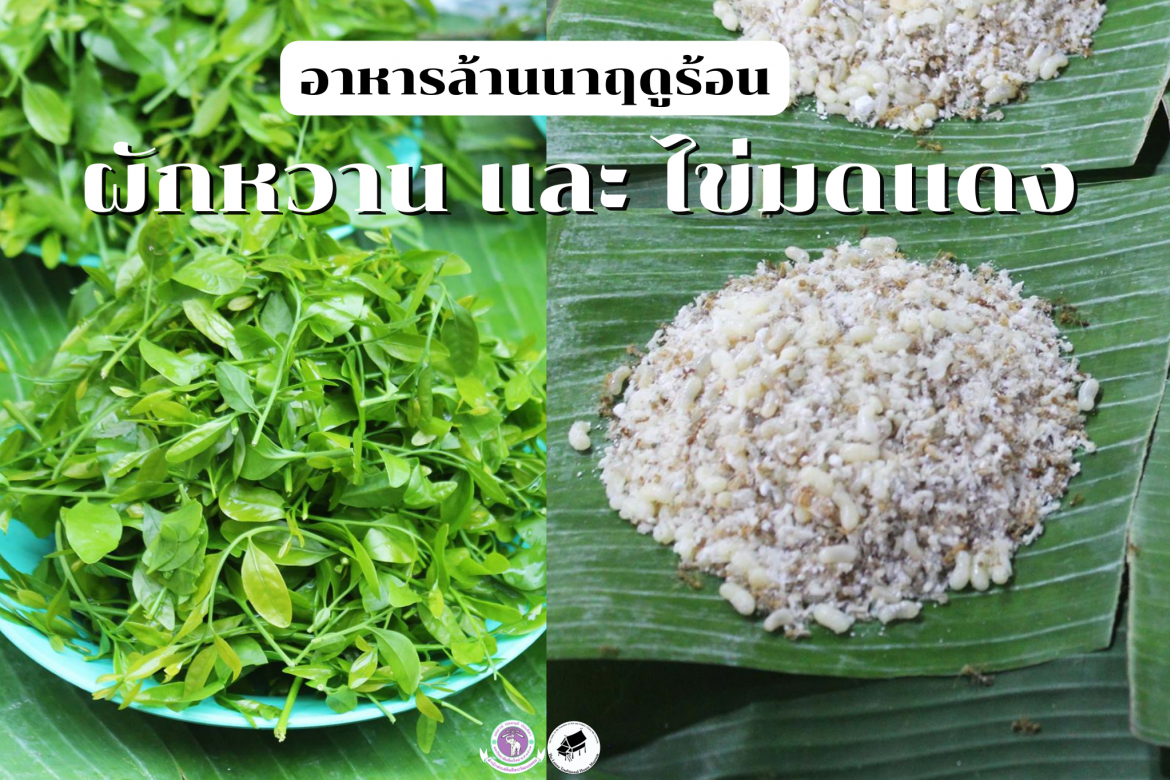 ผักหวาน เเละไข่มดเเดง อาหารฤดูร้อนล้านนา