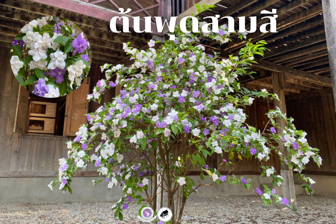 ต้นพุดสามสี