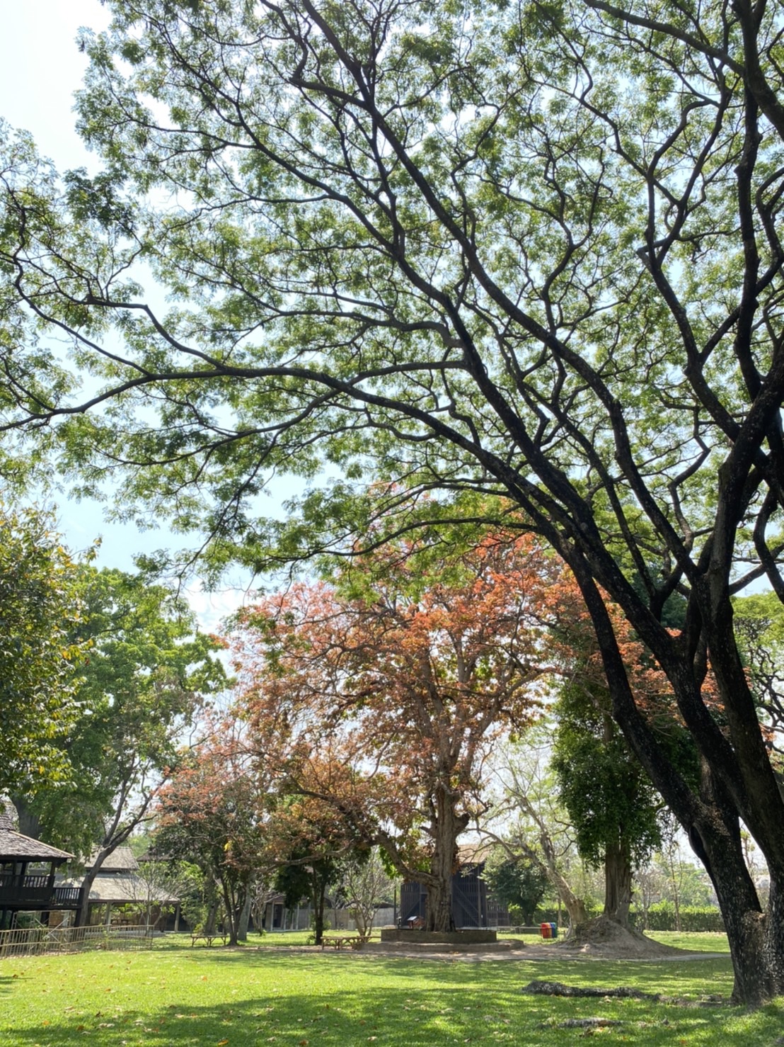 ต้นโชค