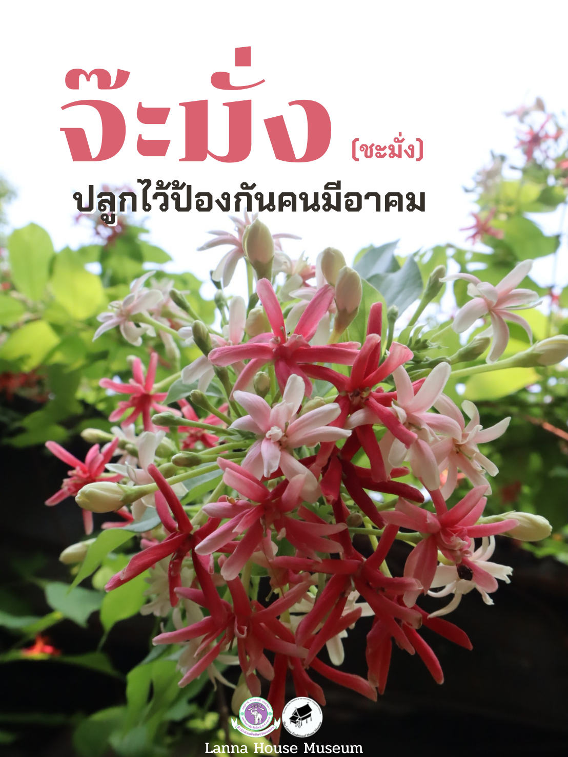 จ๊ะมั่ง (ชะมั่ง) 