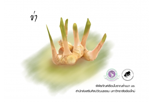 ข่า